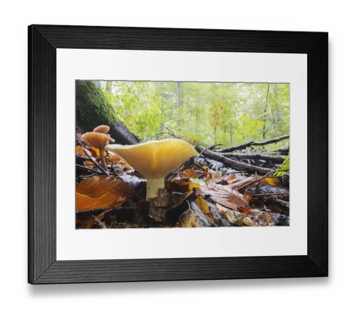 Framed Print : Milk-white brittlegill (Russula Delica) in autumnal beech forest