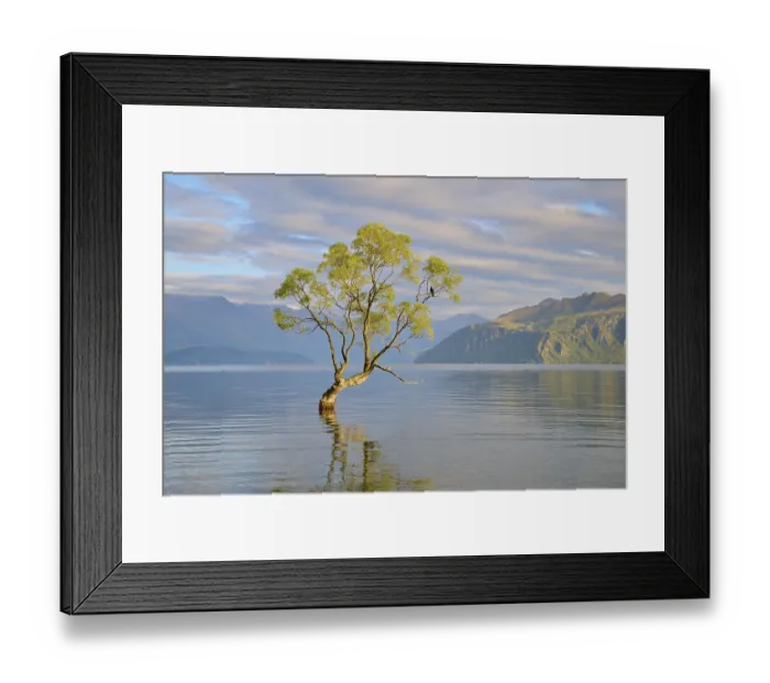 Framed Print : Single tree in the lake gently reflected