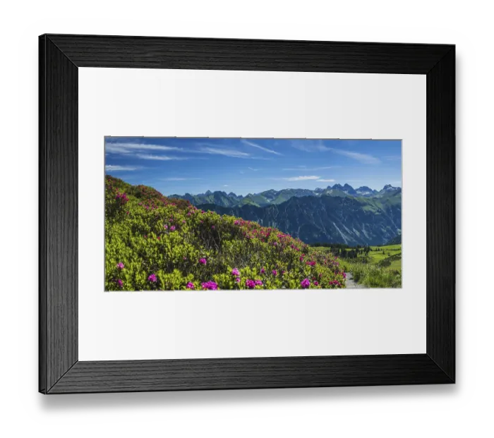 Framed Print : Alpine rose blossom, panorama of the Fellhorn Framed Print : Alpine rose blossom, panorama of the Fellhorn