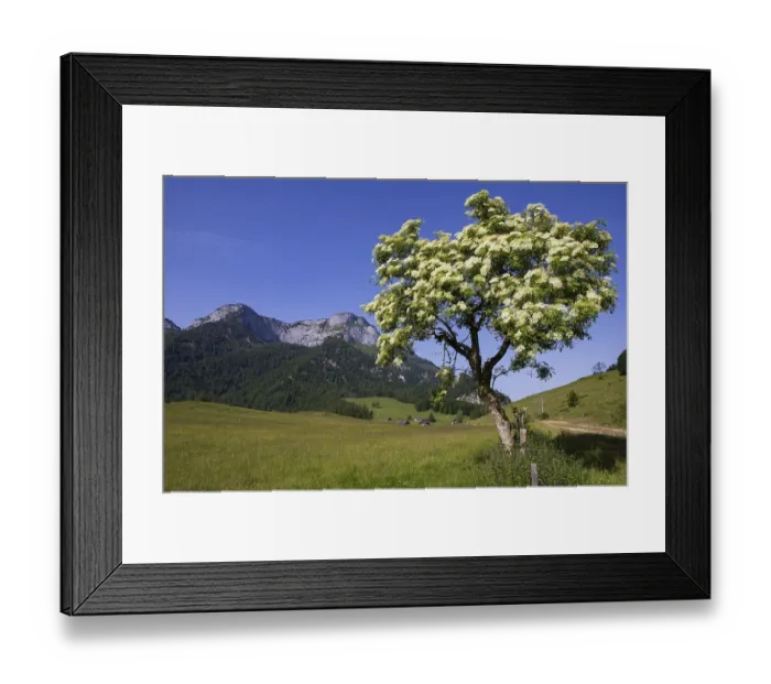 Framed Print : Blossoming elder bush on the Eisenaualm with Schafberg