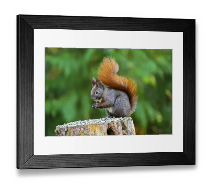 Framed Print : Eichhoernchen (Sciurus vulgaris) frisst an Futterstelle Framed Print : Eichhoernchen (Sciurus vulgaris) frisst an Futterstelle