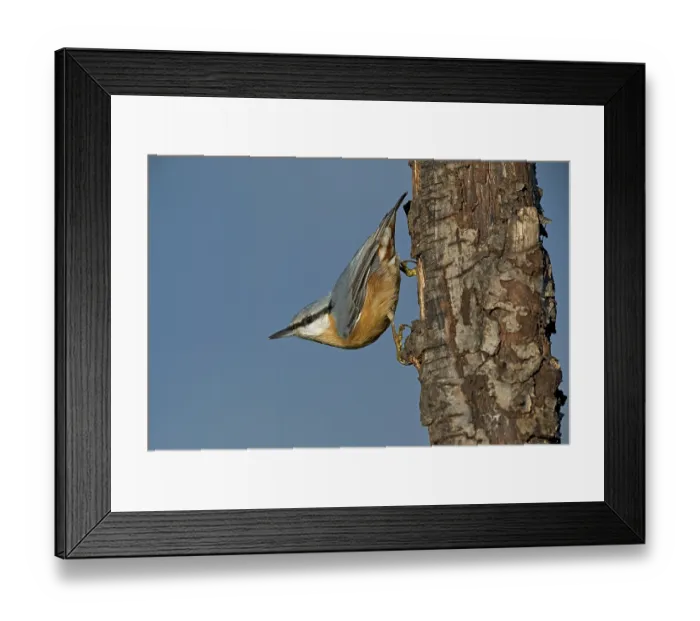 Framed Print : Eurasian Nuthatch (Sitta europaea) climbing down a tree