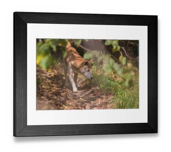 Framed Print : One New Guinea singing dog or New Guinea Highland dog (Canis hallstromi) (Canis dingo hallstromi) Framed Print : One New Guinea singing dog or New Guinea Highland dog (Canis hallstromi) (Canis dingo hallstromi)