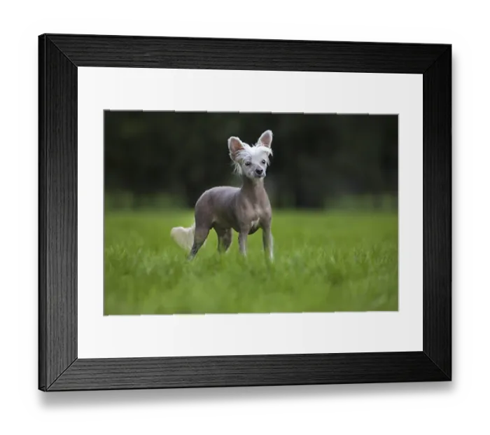 Framed Print : Chinese crested dog (Canis lupus familiaris) in garden Framed Print : Chinese crested dog (Canis lupus familiaris) in garden