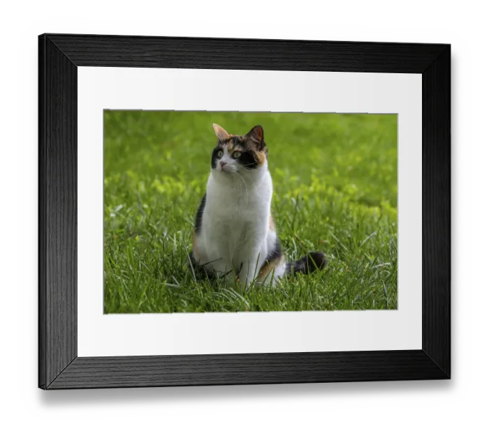 Framed Print : Cat, European Shorthair, felidae (Felis catus) Framed Print : Cat, European Shorthair, felidae (Felis catus)