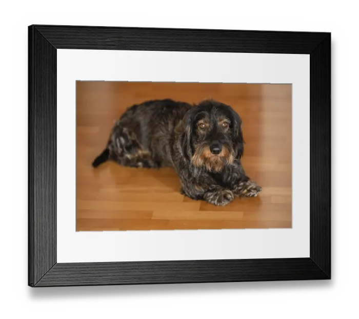 Framed Print : Rough-haired dachshund, male, lying on parquet floor Framed Print : Rough-haired dachshund, male, lying on parquet floor