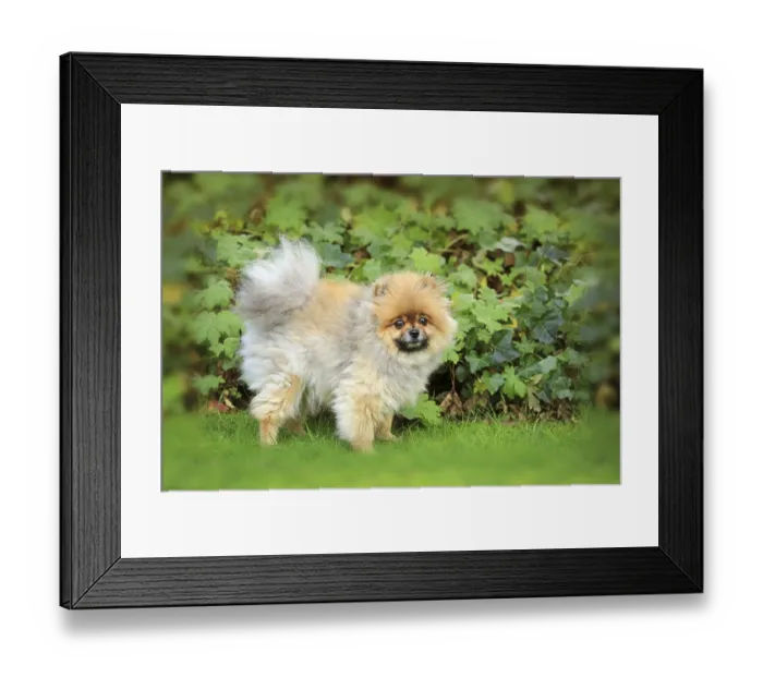 Framed Print : Pomeranian dog, Pomerania