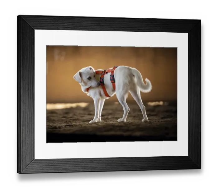 Framed Print : Domestic dog (Canis lupus familiaris)