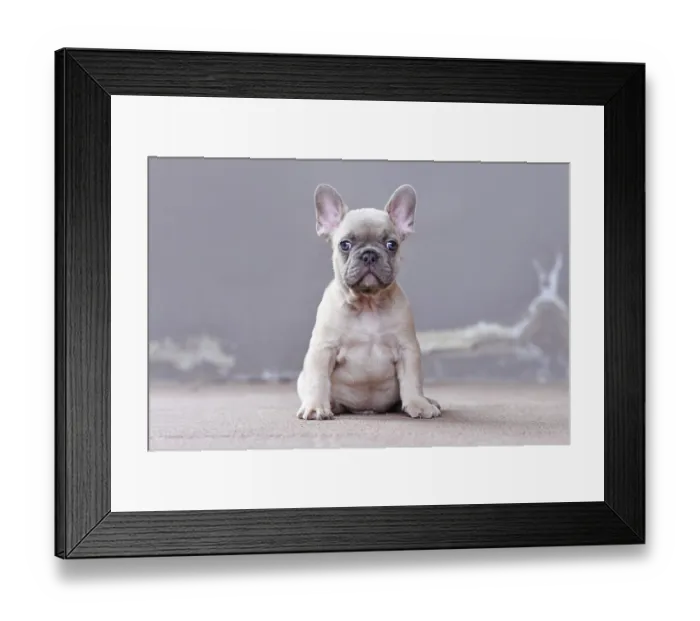 Framed Print : Young lilac fawn colored French Bulldog dog puppy with large funny not straight blue eyes in front of gray background