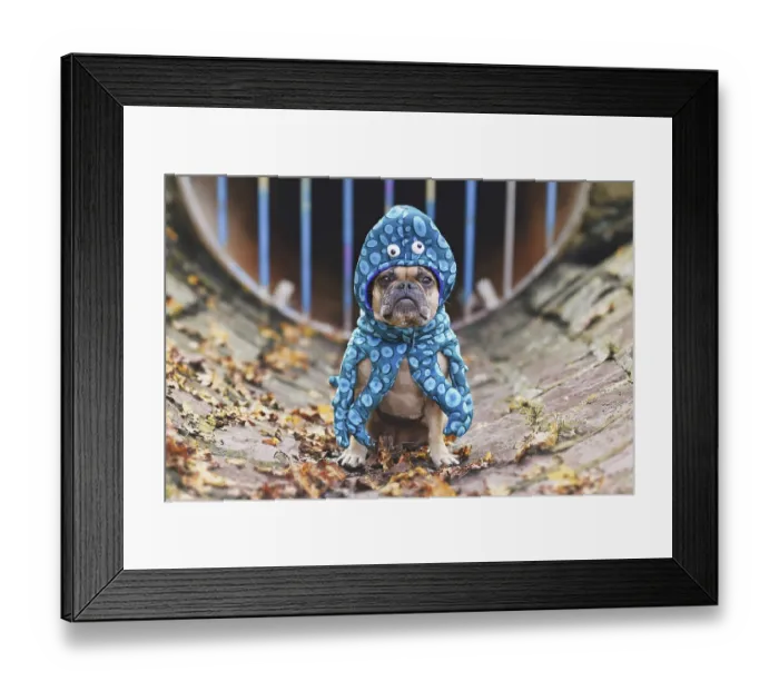 Framed Print : French Bulldog wearing funny squid dog costume with eyes and tentacle arms Framed Print : French Bulldog wearing funny squid dog costume with eyes and tentacle arms