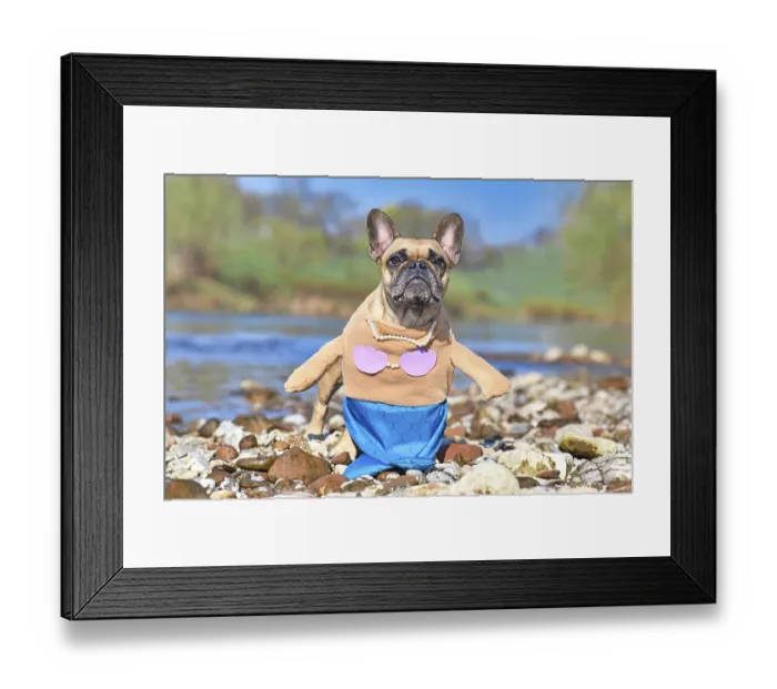 Framed Print : French Bulldog dog wearing a funny full body suit mermaid costume with blue fishtail Framed Print : French Bulldog dog wearing a funny full body suit mermaid costume with blue fishtail