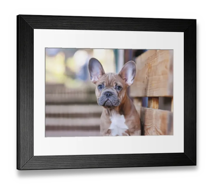 Framed Print : Portrait of 3 months old blue red fawn French Bulldog dog puppy Framed Print : Portrait of 3 months old blue red fawn French Bulldog dog puppy