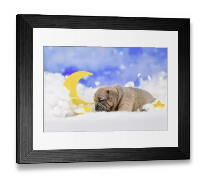 Framed Print : Fawn French Bulldog puppy between fluffy clouds with moon and stars Framed Print : Fawn French Bulldog puppy between fluffy clouds with moon and stars