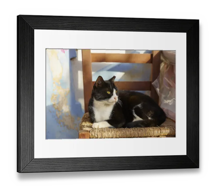 Framed Print : A black and white cat sits on a chair in the sunlight Framed Print : A black and white cat sits on a chair in the sunlight