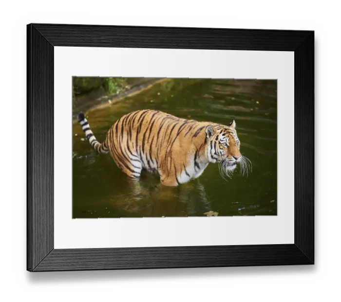Framed Print : Siberian tiger (Panthera tigris altaica)