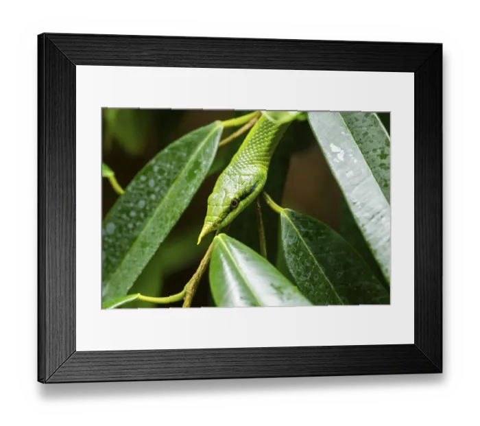 Framed Print : Rhinoceros ratsnake (Gonyosoma boulengeri) portrait