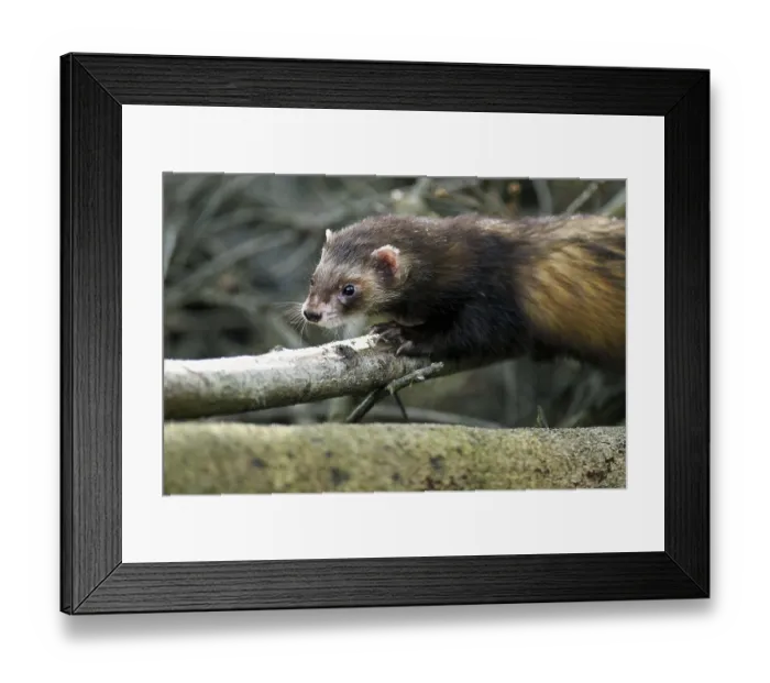 Framed Print : European polecat (Mustela putorius) Framed Print : European polecat (Mustela putorius)