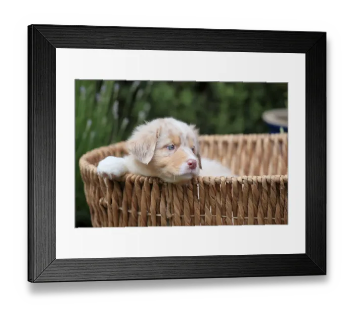 Framed Print : Australian Shepherd domestic dog (Canis lupus familiaris)