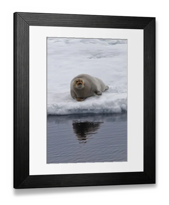 Framed Print : Bearded Seal (Erignathus barbatus) laying on pack ice