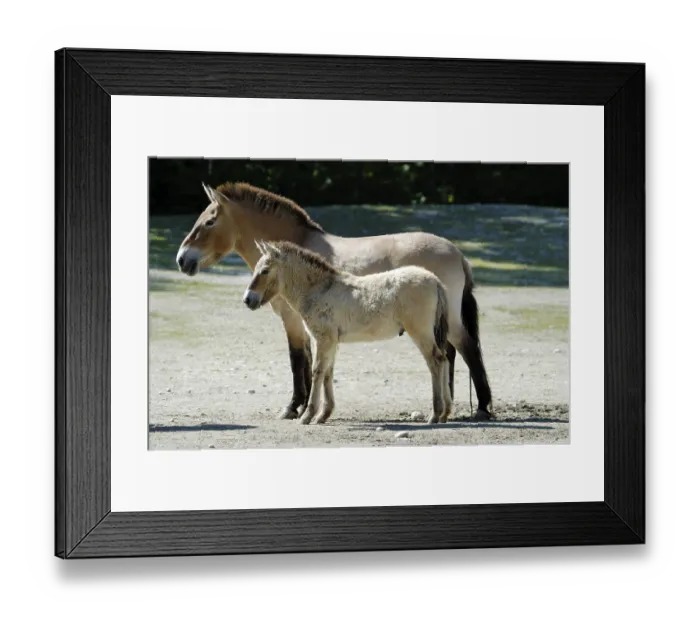 Framed Print : Przewalski's Horse (Equus ferus przewalskii)