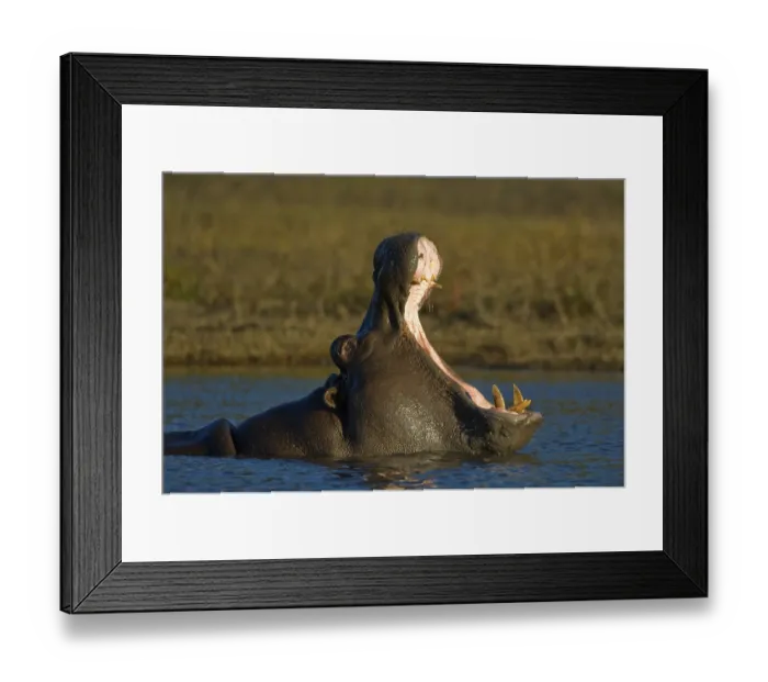 Framed Print : Hippo (Hippopotamus amphibius) yawning