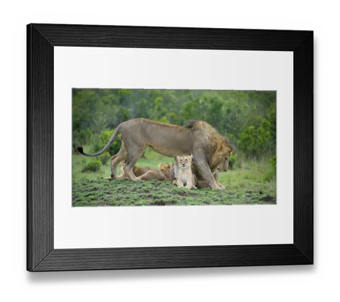 Framed Print : Lion (Panthera leo), social behavior in a pack Framed Print : Lion (Panthera leo), social behavior in a pack