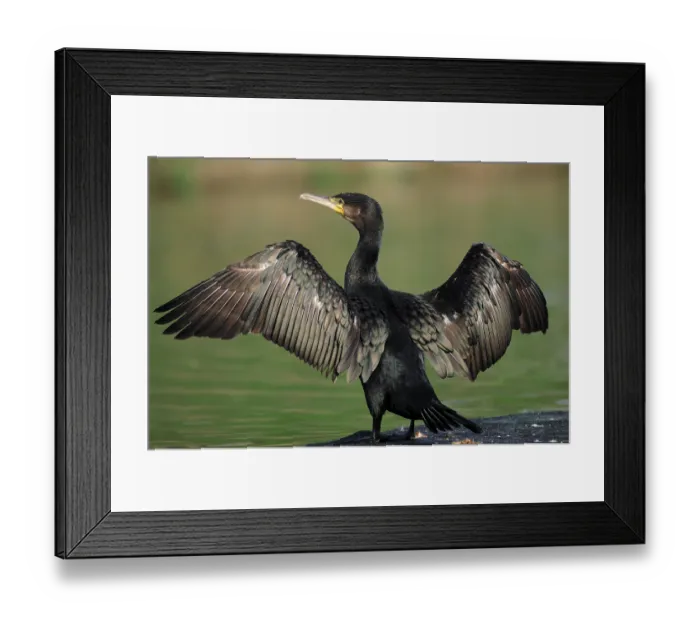 Framed Print : Great cormorant (Phalacrocorax carbo) drying its feathers Framed Print : Great cormorant (Phalacrocorax carbo) drying its feathers