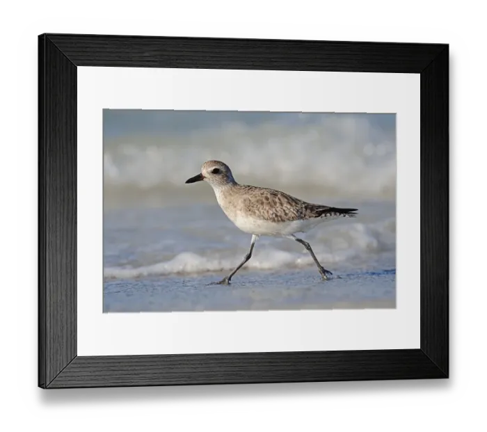 Framed Print : Grey Plover (Pluvialis squatarola) in winter plumage