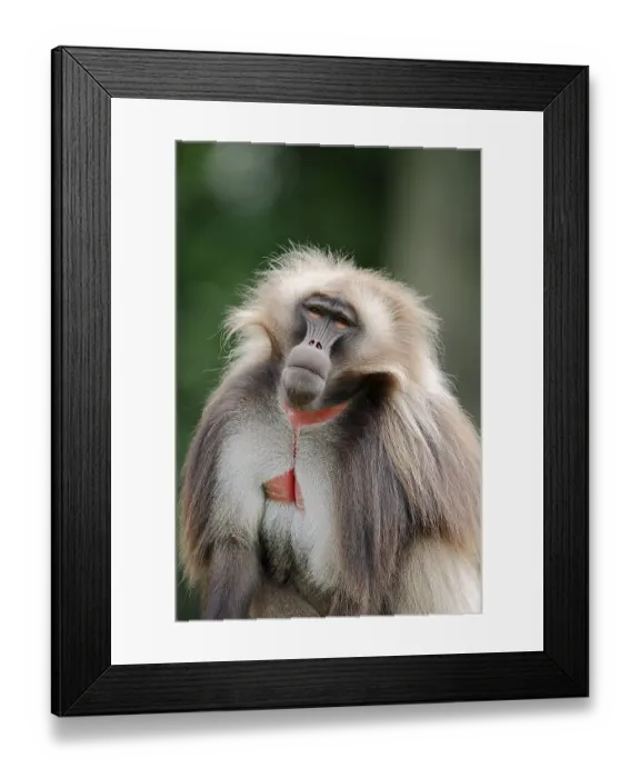 Framed Print : Gelada (Theropithecus gelada), male Framed Print : Gelada (Theropithecus gelada), male