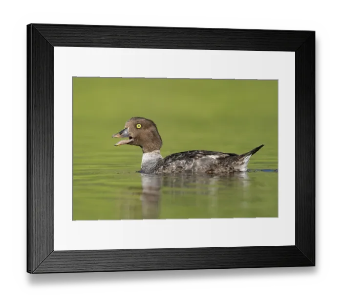 Framed Print : Barrow's Goldeneye (Bucephala islandica) female calling
