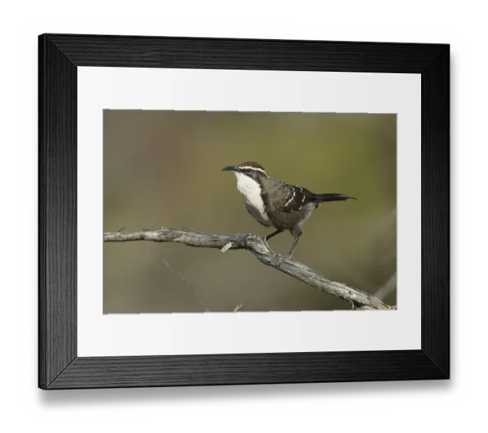 Framed Print : Chestnut-crowned Babbler (Pomatostomus ruficeps) perched on a branch Framed Print : Chestnut-crowned Babbler (Pomatostomus ruficeps) perched on a branch