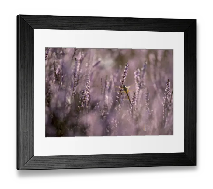 Framed Print : Darter, resting, in heather, morning