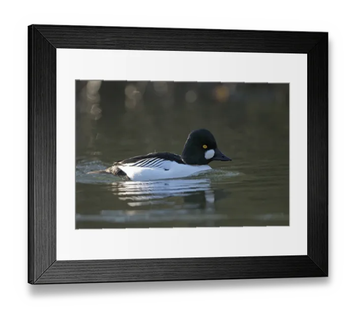 Framed Print : Common goldeneye (Bucephala clangula) Framed Print : Common goldeneye (Bucephala clangula)