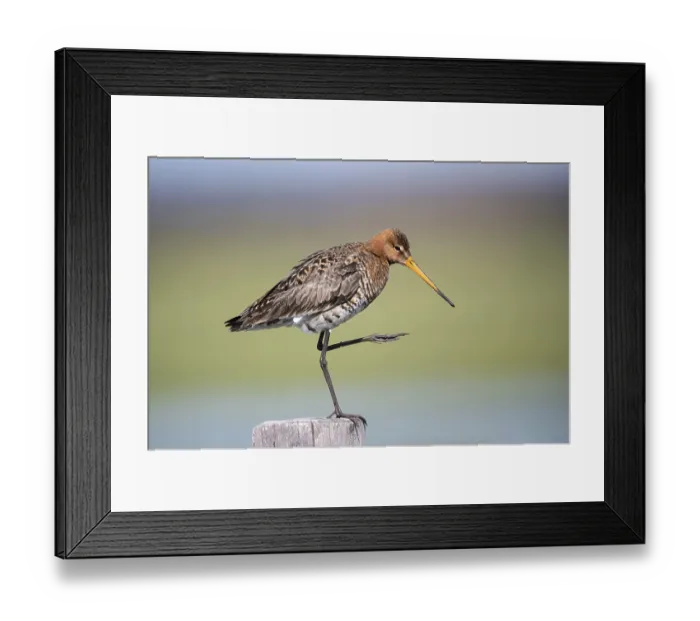 Framed Print : Black-tailed godwit (Limosa limosa)