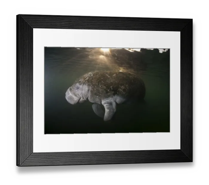Framed Print : West Indian Manatee (Trichechus manatus)