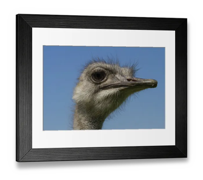 Framed Print : Common ostrich (Struthio camelus) on ostrich farm
