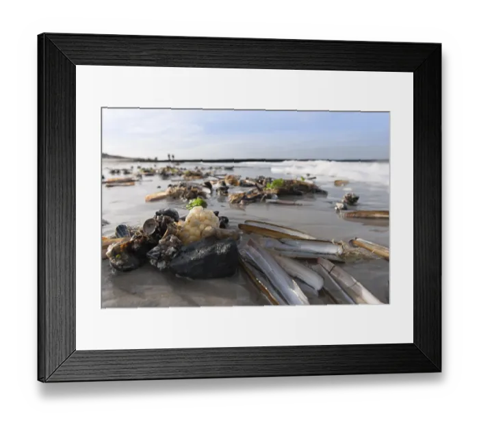 Framed Print : Sea shells on a North Sea beach