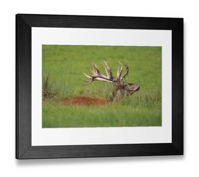 Framed Print : Red deer (Cervus elaphus), lying in a wallow Framed Print : Red deer (Cervus elaphus), lying in a wallow