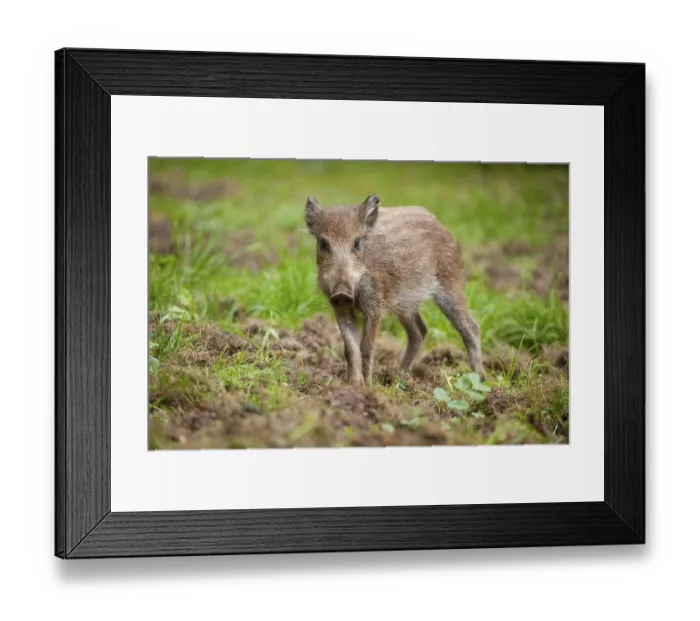 Framed Print : Wild Boar (Sus scrofa), piglet