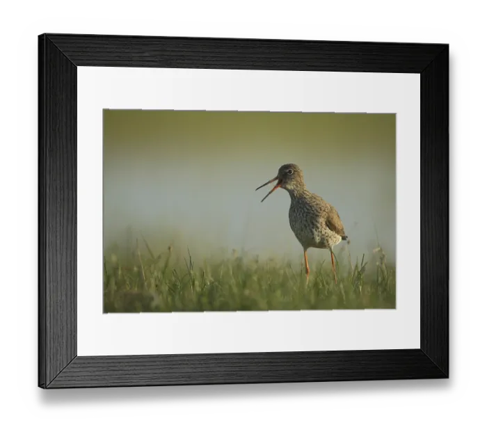 Framed Print : Common redshank (Tringa totanus) Framed Print : Common redshank (Tringa totanus)