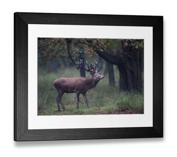 Framed Print : Red Deer (Cervus elaphus)