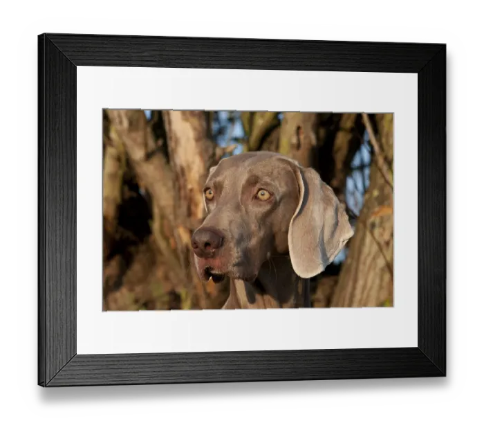 Framed Print : Weimaraner, hunting dog, portrait