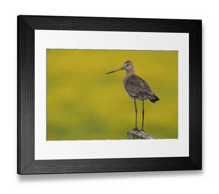 Framed Print : Black-tailed Godwit (Limosa limosa) Framed Print : Black-tailed Godwit (Limosa limosa)