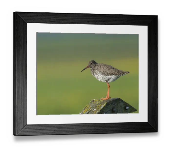 Framed Print : Common Redshank (Tringa totanus)