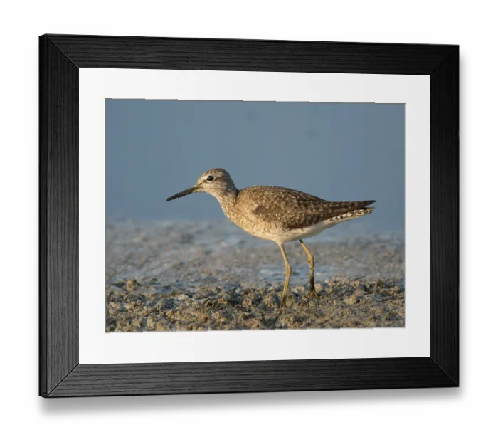 Framed Print : Wood Sandpiper (Tringa glareola) Framed Print : Wood Sandpiper (Tringa glareola)