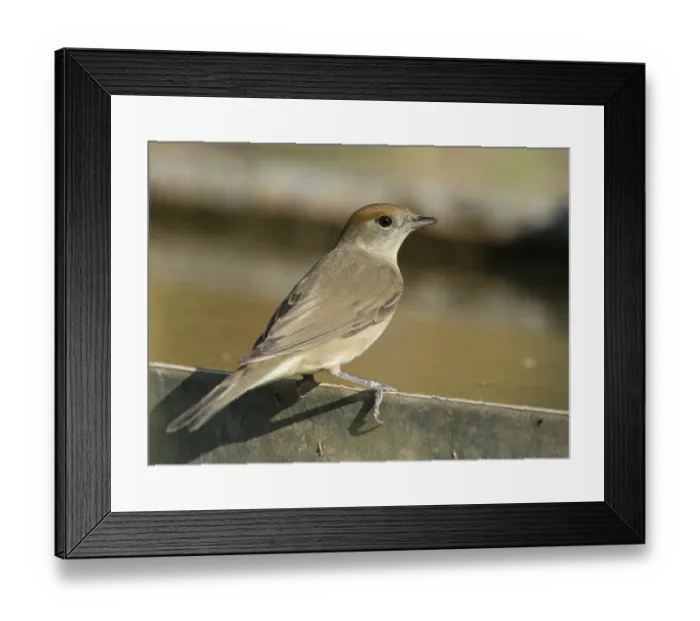 Framed Print : Blackcap (Sylvia atricapilla), Greece, Europe