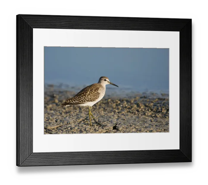 Framed Print : Wood Sandpiper (Tringa glareola)