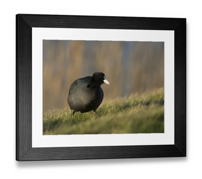 Framed Print : Eurasian Coot (Fulica atra), Texel