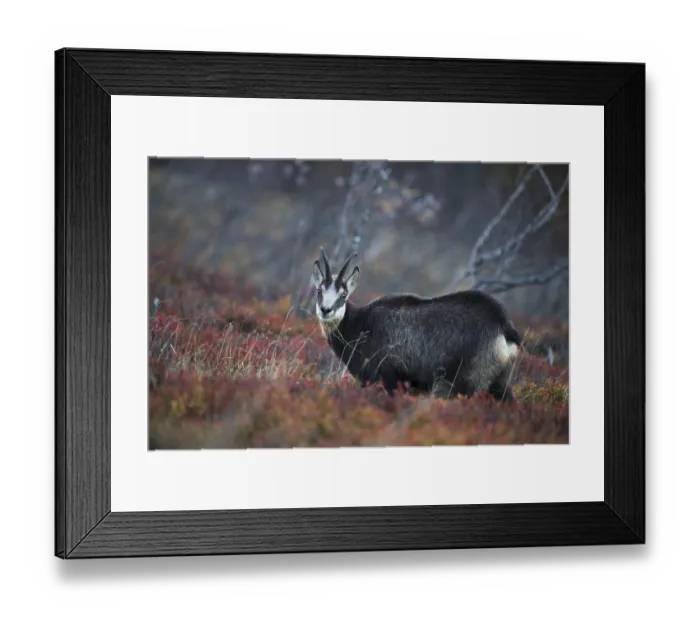 Framed Print : Chamois (Rupicapra rupicapra), Hohneck