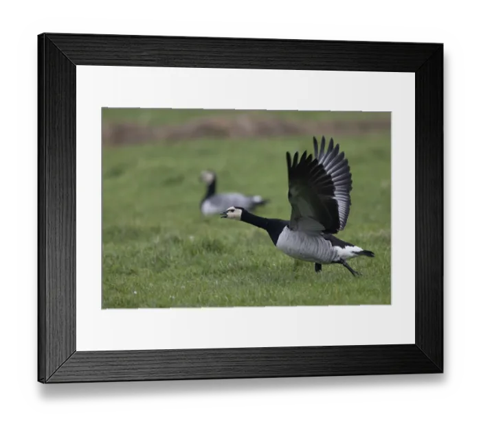 Framed Print : Barnacle goose (Branta leucopsis)